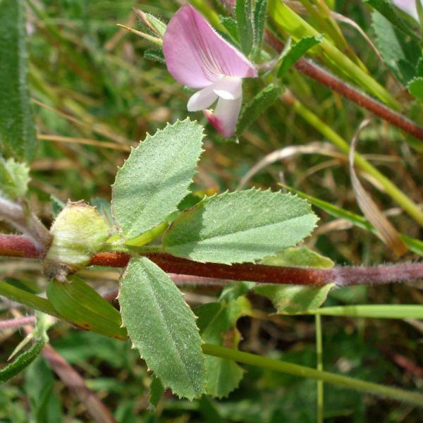 Kriechende Hauhechel Ononis repens L. Bienenroute
